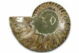 Cut & Polished Ammonite Fossil (Half) - Madagascar #377597-1